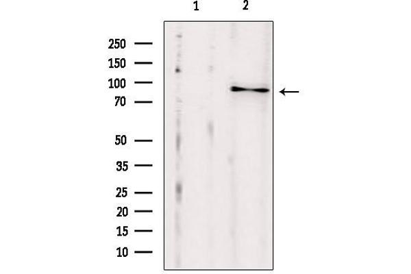 EXOC2 antibody  (N-Term)