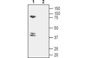 Western blot analysis of mouse brain lysate: - 1. (Prostaglandin D2 Receptor 2 (PTGDR2) (3rd Extracellular Loop), (AA 270-283) antibody)