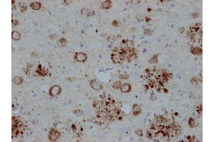 Immunostaining of paraffin embedded brain section from transgenic mouse expressing human APP (dilution 1 : 2000). (APP antibody  (C-Term))
