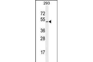 CHRDL1 Antibody (N-term) (ABIN654624 and ABIN2844321) western blot analysis in 293 cell line lysates (35 μg/lane). (CHRDL1 antibody  (N-Term))