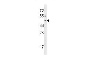 FPR1 Antibody (Center) (ABIN1537924 and ABIN2848854) western blot analysis in A549 cell line lysates (35 μg/lane). (FPR1 antibody  (AA 165-193))