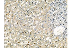 anti-Odontogenic, Ameloblast Asssociated (ODAM) (N-Term) antibody