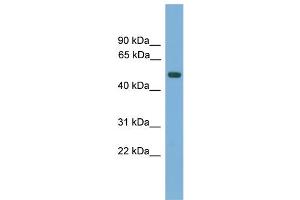 WB Suggested Anti-AMN Antibody Titration:  0. (AMN antibody  (N-Term))