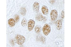 Immunohistochemistry (IHC) image for anti-Pleiotropic Regulator 1 (PLRG1) (AA 464-514) antibody (ABIN7449000) (PLRG1 antibody  (AA 464-514))