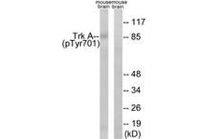 Western blot analysis of extracts from mouse brain, using Trk A (Phospho-Tyr701) Antibody.