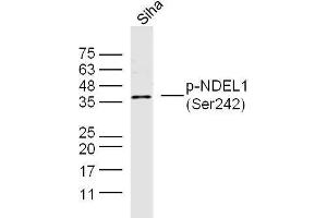 Human Siha cell lysates probed with NDEL1 (Ser242) Polyclonal Antibody, unconjugated  at 1:300 overnight at 4°C followed by a conjugated secondary antibody at 1:10000 for 90 minutes at 37°C. (NDEL1 antibody  (pSer242))
