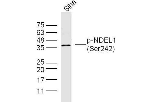 NDEL1 antibody  (pSer242)