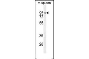 Western blot analysis of CDT2 / DTL Antibody  in mouse spleen tissue lysates (35ug/lane). (CDT2/RAMP antibody  (Middle Region))