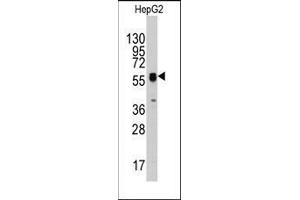 Western blot analysis of anti-ECGF1(Center) Pab in HepG2 cell line lysates (35ug/lane).