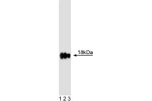 Western blot analysis of Caveolin 3 on rat muscle lysate. (Caveolin 3 antibody  (AA 3-24))