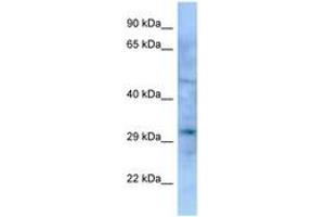 Image no. 1 for anti-Empty Spiracles Homeobox 1 (EMX1) (AA 127-176) antibody (ABIN6748269)