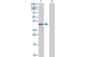 Western Blot analysis of PDGFB expression in transfected 293T cell line by PDGFB MaxPab polyclonal antibody. (PDGFB antibody  (AA 1-241))