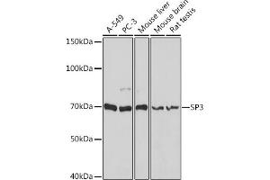 Western blot analysis of extracts of various cell lines, using SP3 antibody (ABIN6130701, ABIN6148314, ABIN6148315 and ABIN6216542) at 1:1000 dilution. (Sp3 antibody  (AA 240-350))