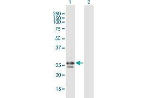 Western Blot analysis of C5orf40 expression in transfected 293T cell line by C5orf40 MaxPab polyclonal antibody. (FNDC9 antibody  (AA 1-224))