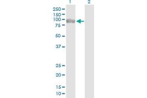 Western Blot analysis of EME1 expression in transfected 293T cell line by EME1 MaxPab polyclonal antibody. (Crossover junction endonuclease EME1 (EME1) (AA 1-583) antibody)