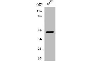 Western Blot analysis of MCF7 cells using V1RL2 Polyclonal Antibody (VN1R2 antibody  (Internal Region))