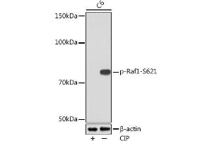 Western blot analysis of extracts of C6 cells, using Phospho-Raf1-S621 Rabbit mAb (ABIN7271267) at 1:1000 dilution. (RAF1 antibody  (pSer621))