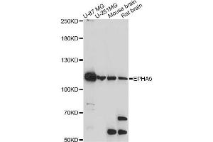 Western blot analysis of extracts of various cell lines, using EPHA5 antibody. (EPH Receptor A5 antibody)