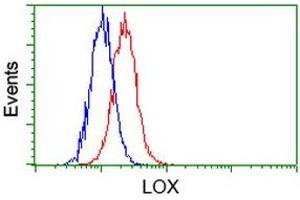 Image no. 2 for anti-Lysyl Oxidase (LOX) (AA 22-168) antibody (ABIN1491220)