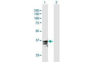 Western Blot analysis of FASLG expression in transfected 293T cell line by FASLG MaxPab polyclonal antibody. (FASL antibody  (AA 1-281))