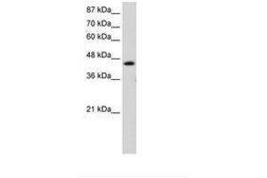 Image no. 1 for anti-General Transcription Factor IIH, Polypeptide 4, 52kDa (GTF2H4) (C-Term) antibody (ABIN202580) (GTF2H4 antibody  (C-Term))