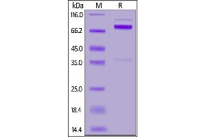 Human NRG1 Beta 1, Fc Tag on  under reducing (R) condition.