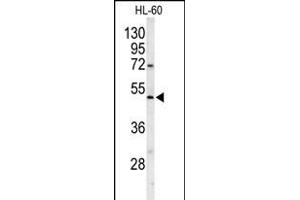 Western blot analysis of POLG2 Antibody (C-term) (ABIN1882118 and ABIN2839456) in HL-60 cell line lysates (35 μg/lane). (POLG2 antibody  (C-Term))