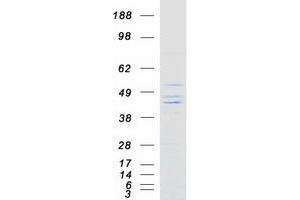 Validation with Western Blot (KIR2DS3 Protein (Myc-DYKDDDDK Tag))