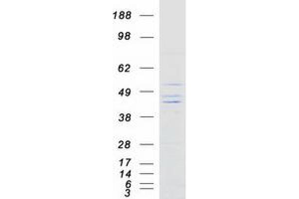 KIR2DS3 Protein (Myc-DYKDDDDK Tag)