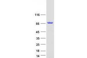 Validation with Western Blot (IRGQ Protein (Myc-DYKDDDDK Tag))