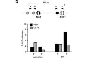 D, Protein-DNA complexes were immunoprecipitated overnight (4 °C) from 106 cell equivalents sheared chromatin using protein G magnetic beads and antibodies specific for p65 RelA or upstream stimulatory factor 1 (USF1), or with normal rabbit IgG (p/n 110-4102). (Rabbit anti-Mouse IgG (Heavy & Light Chain) Antibody)