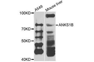 Western blot analysis of extracts of various cell lines, using ANKS1B antibody. (ANKS1B antibody  (AA 261-510))