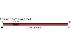 Image no. 3 for anti-Telomeric Repeat Binding Factor 2, Interacting Protein (TERF2IP) (AA 1-184) antibody (ABIN967815) (RAP1 antibody  (AA 1-184))