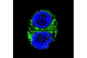 Confocal immunofluorescent analysis of IDH1 antibody with HepG2 cells followed by Alexa Fluor 488-conjugated goat anti-rabbit lgG (green). (IDH1 antibody  (AA 116-143))
