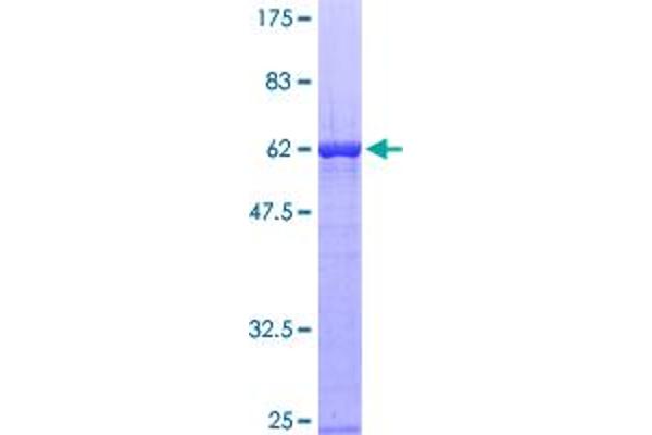 SH3G2 Protein (AA 1-279) (GST tag)