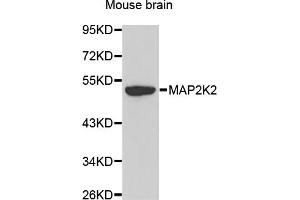 Western blot analysis of extracts of mouse brain, using MAP2K2 antibody (ABIN5970083). (MEK2 antibody  (C-Term))