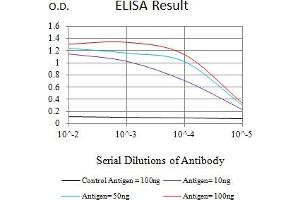 Black line: Control Antigen (100 ng),Purple line: Antigen (10 ng), Blue line: Antigen (50 ng), Red line:Antigen (100 ng) (POLR2A/RPB1 antibody  (AA 128-258))
