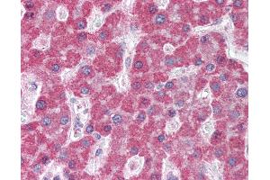 Anti-ABCC5 / MRP5 antibody IHC of human liver. (ABCC5 antibody  (AA 2-13))