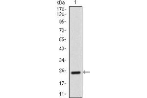 Western Blotting (WB) image for anti-Activated Leukocyte Cell Adhesion Molecule (ALCAM) (AA 405-524) antibody (ABIN1846220) (CD166 antibody  (AA 405-524))