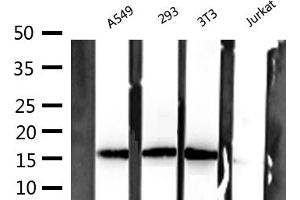 Western blot analysis of extracts of various celllines,using Histone H3 Antibody. (Histone 3 antibody)