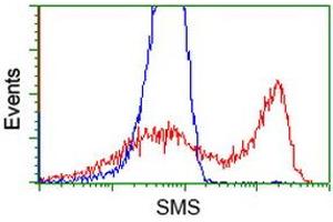 HEK293T cells transfected with either RC200619 overexpress plasmid (Red) or empty vector control plasmid (Blue) were immunostained by anti-SMS antibody (ABIN2454721), and then analyzed by flow cytometry. (SMS antibody)