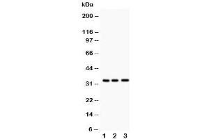 Western blot testing of MPG antibody and Lane 1:  rat liver (MPG antibody  (C-Term))
