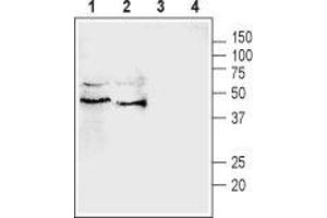 Western blot analysis of rat (lanes 1 and 3) and mouse (lanes 2 and 4) testis lysates:1,2. (Pannexin 3 (PANX3) Peptide)