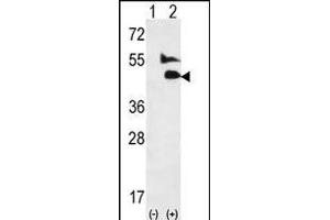 Western blot analysis of GDF2 (arrow) using rabbit polyclonal GDF2-K23 (ABIN388817 and ABIN2839135). (GDF2 antibody  (N-Term))