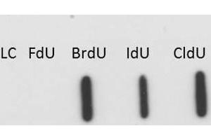 Western blot of Anti-BrdU antibody. (BrdU antibody)