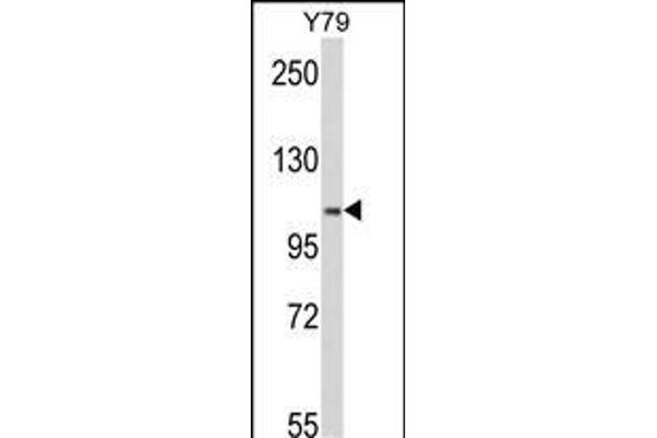 MTHFD1 antibody  (AA 535-562)