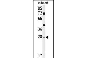 Western blot analysis of HES7 Antibody (N-term) (ABIN653667 and ABIN2843000) in mouse heart tissue lysates (35 μg/lane). (HES7 antibody  (N-Term))