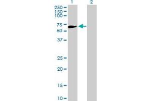 Western Blot analysis of APEX2 expression in transfected 293T cell line by APEX2 MaxPab polyclonal antibody. (APEX2 antibody  (AA 1-518))