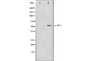 Western blot analysis on NIH-3T3 cell lysate using FLI1 Antibody,The lane on the left is treated with the antigen-specific peptide. (FLI1 antibody  (Internal Region))