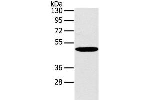 PPP2R3C antibody